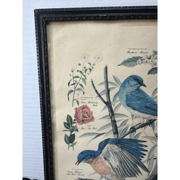 VTG 1950's Arthur Singer Framed Bird Lithograph Print signed Original Frame - Picture 6 of 10